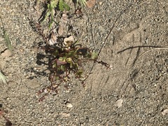 Claytonia rubra