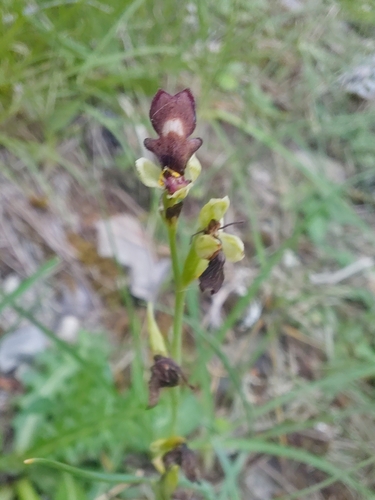 Fly Orchid