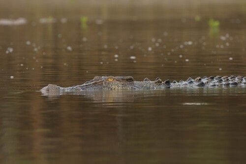 Saltwater crocodile