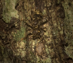 Stigmatium mastersii