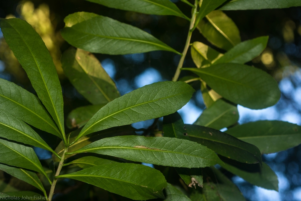 Buff Hazelwood