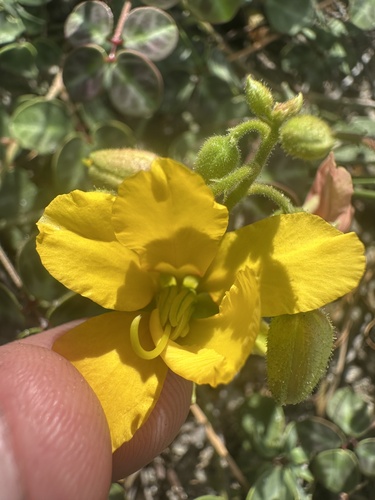 Chamaecrista hispidula