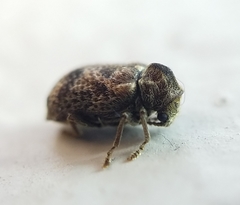 Ptinomorphus granosus