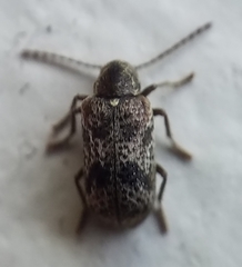 Ptinomorphus granosus