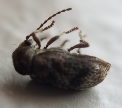 Ptinomorphus granosus