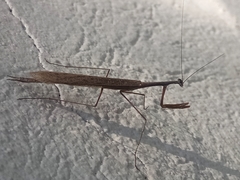 Bistanta mexicana