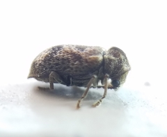 Ptinomorphus granosus