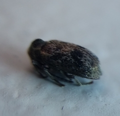 Ptinomorphus granosus