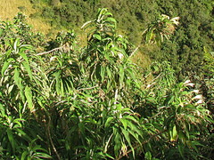 Siphocampylus giganteus