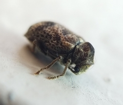 Ptinomorphus granosus