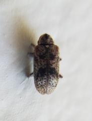 Ptinomorphus granosus