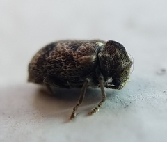 Ptinomorphus granosus