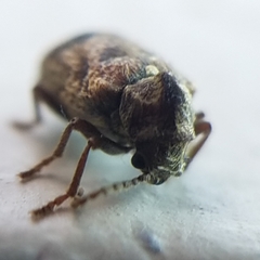 Ptinomorphus granosus