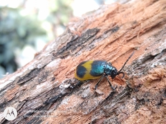 Monocesta ducalis