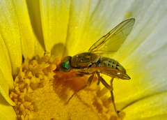 Terellia fuscicornis