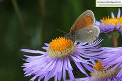 Coenonympha amaryllis