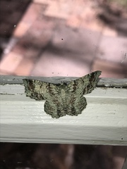 Hypodoxa conspurcata