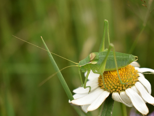 Pyrenean Plump Bush-cricket