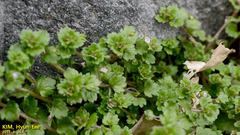 Veronica polita lilacina