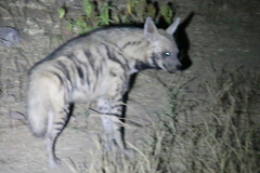 Hyaena hyaena