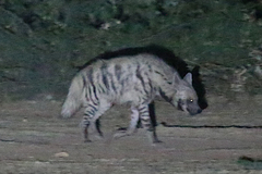 Hyaena hyaena