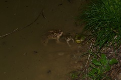 Bufo bufo