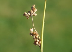 Juncus distegus