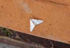 Cirrhochrista spinuella