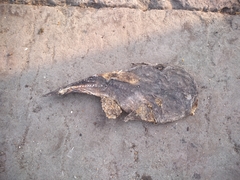 Ogcocephalidae