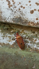 Dysdercus fuscomaculatus