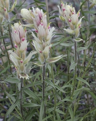Castilleja pallida caudata