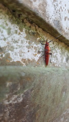 Dysdercus fuscomaculatus