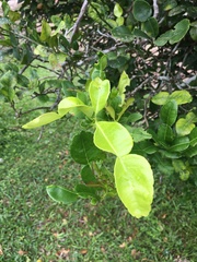 Citrus hystrix