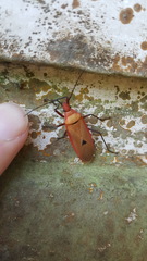 Dysdercus fuscomaculatus