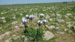 Iris hermona