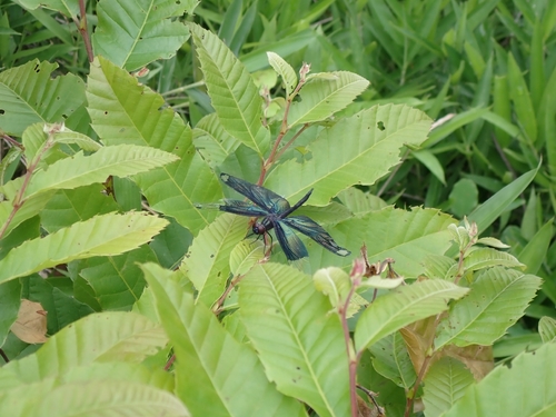 Butterfly Flutterer