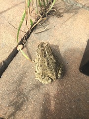 Anaxyrus fowleri