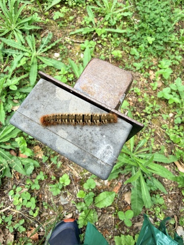 Oak Eggar
