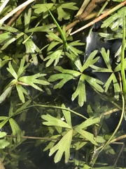 Ranunculus amphitrichus