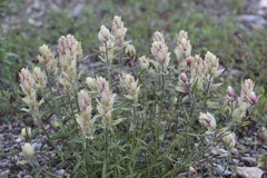 Castilleja pallida caudata