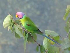 Psittacula cyanocephala