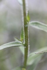 Castilleja pallida caudata