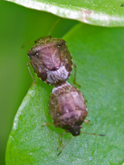 Cosmopepla intergressa