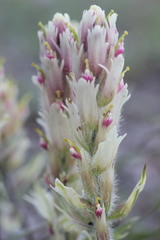 Castilleja pallida caudata