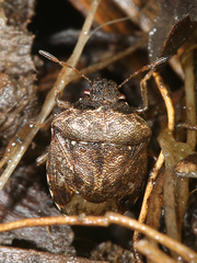 Cosmopepla intergressa