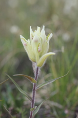 Castilleja pallida caudata