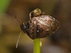 Cosmopepla intergressa