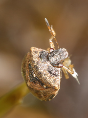 Cosmopepla intergressa