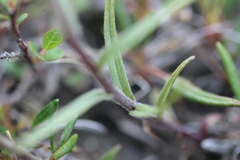 Castilleja pallida caudata