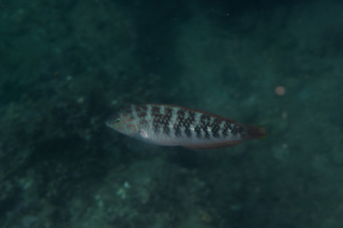 Bubblefin wrasse (Halichoeres nigrescens) — Labridae — 4